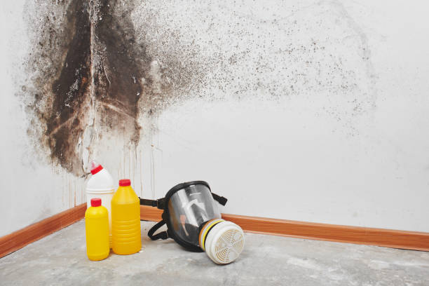 Best Attic Mold Removal  in Pemberville, OH