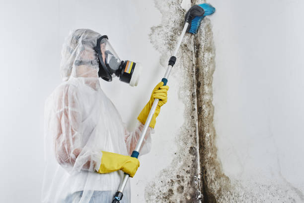 Certified Mold Removal in Pemberville, OH
