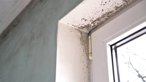 Best Black Mold Removal  in Pemberville, OH