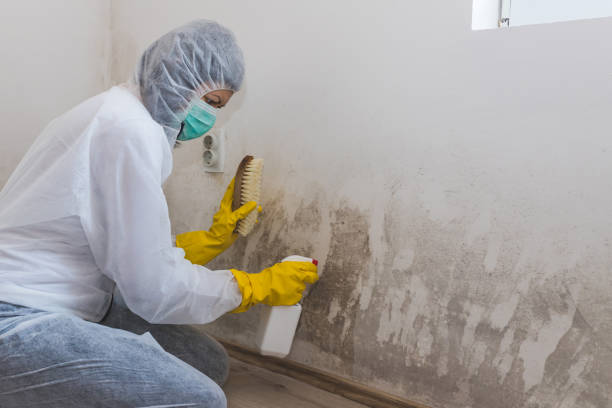 Best Black Mold Removal  in Pemberville, OH