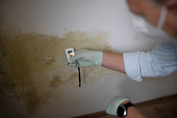 Best Black Mold Removal  in Pemberville, OH