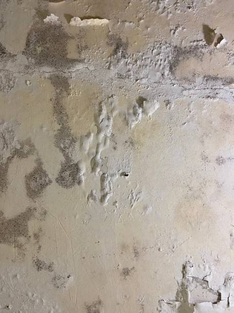 Best Local Mold Removal Service  in Pemberville, OH