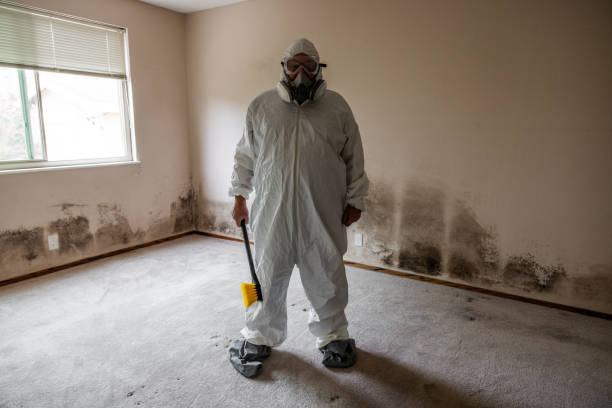 Best Black Mold Removal  in Pemberville, OH