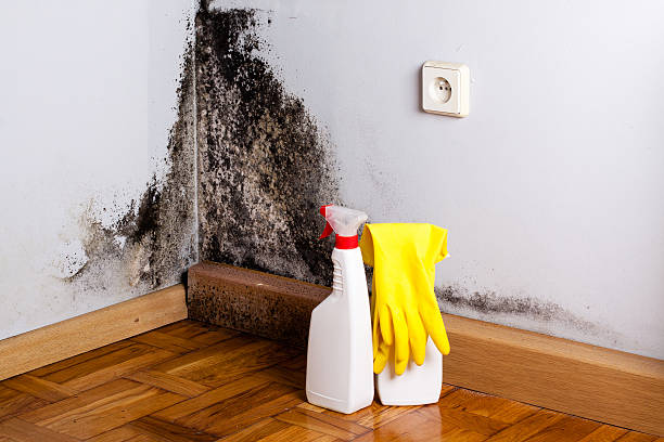 Certified Mold Removal in Pemberville, OH