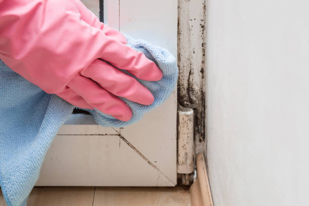 Best Home Mold Removal  in Pemberville, OH