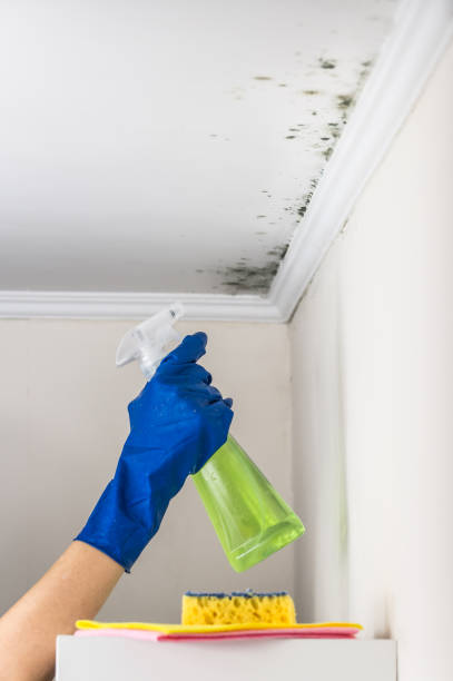 Best Black Mold Removal  in Pemberville, OH