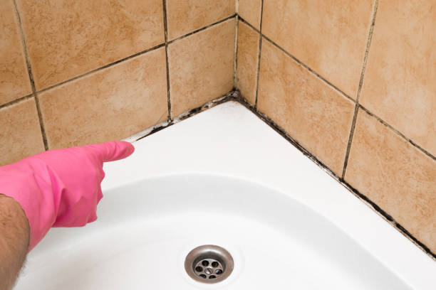 Office Mold Removal Services in Pemberville, OH
