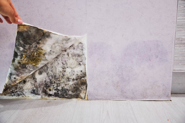 Best Office Mold Removal Services  in Pemberville, OH